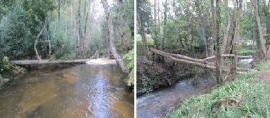 Magosto na Avenida de Galicia de Ribadeo