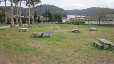 Deseucaliptización simultánea en Galiza con motivo do Día Mundial dos Bosques