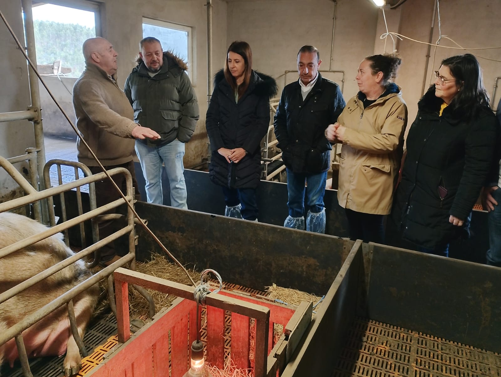 A conselleira do Medio Rural visita en Xove a única explotación de porco celta do municipio