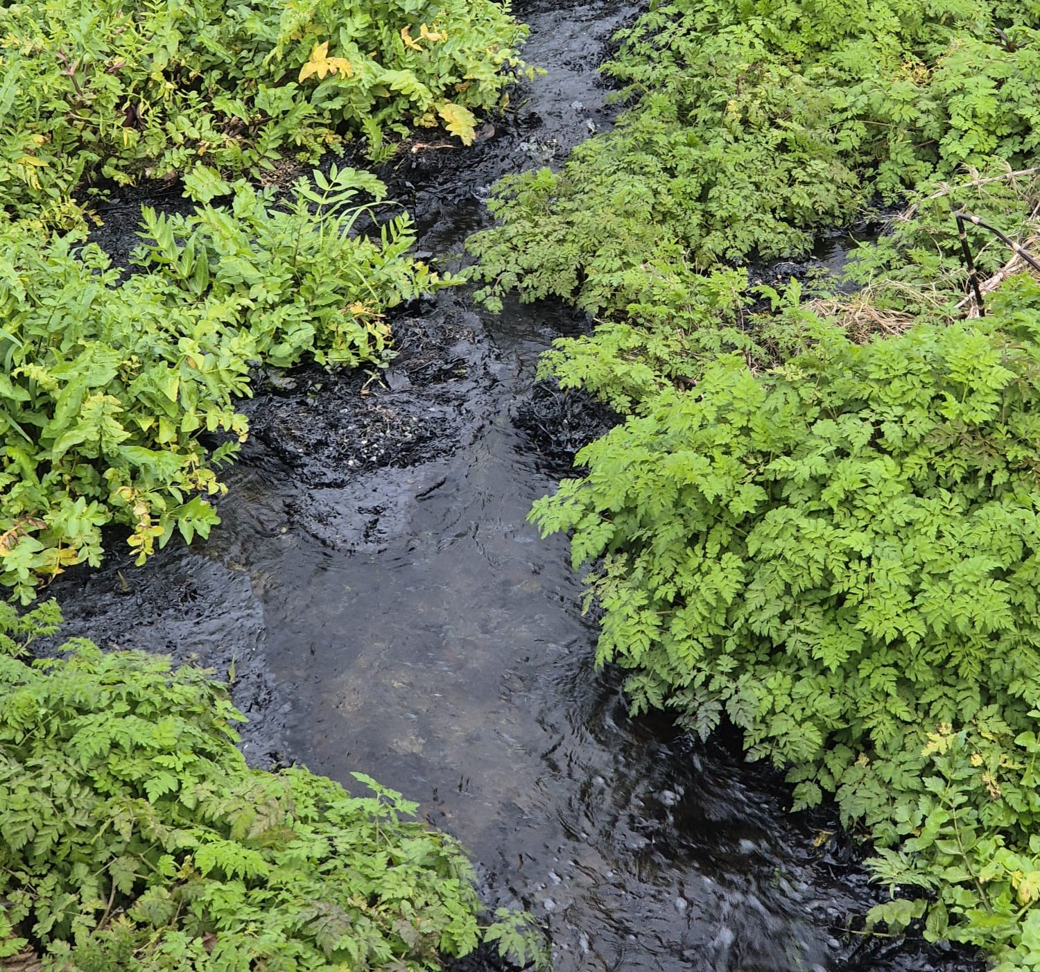 O PP de Lourenzá pide explicacións pola vertedura de alquitrán no rego da Fonte do Cura