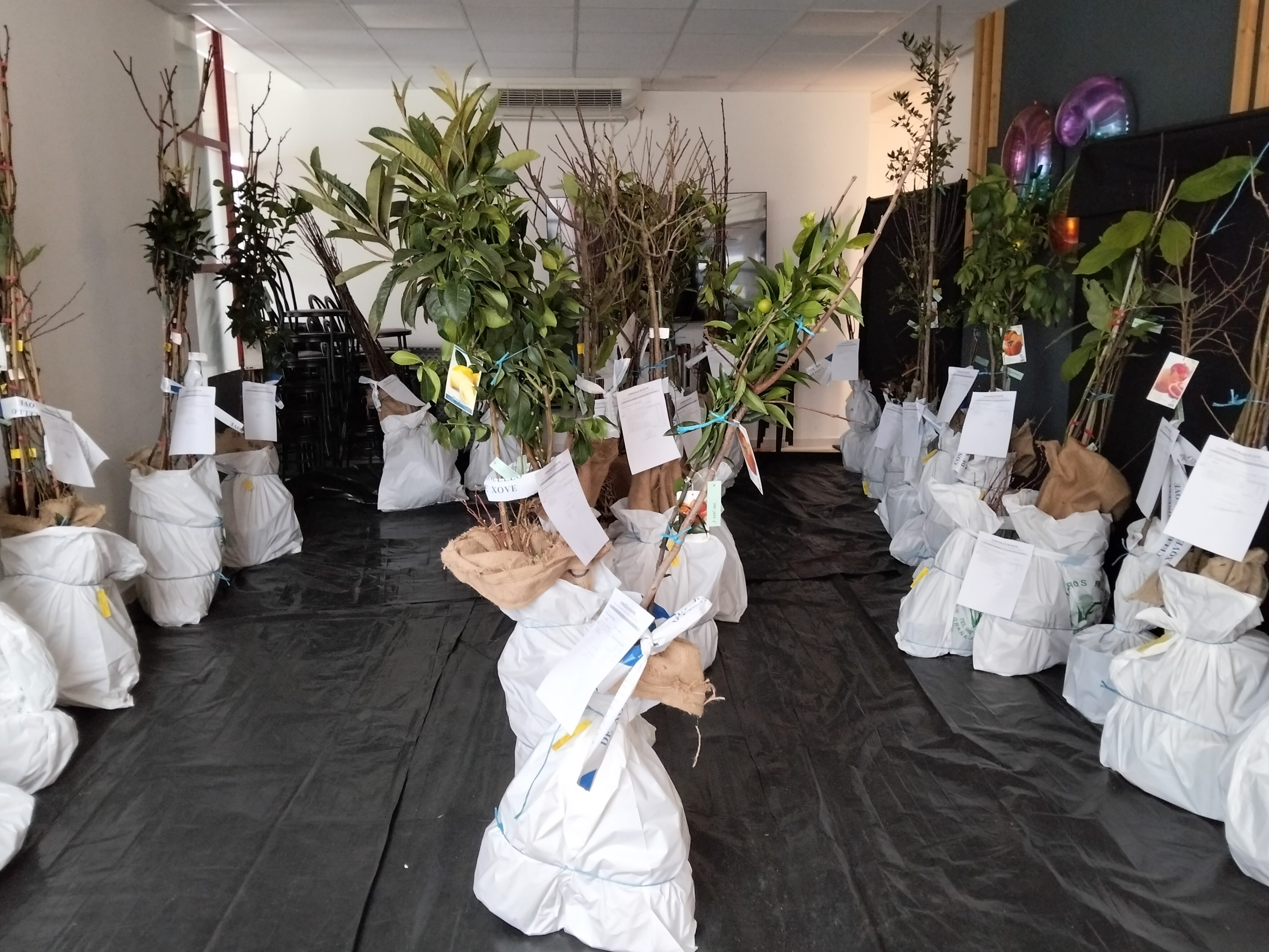 A sección de voleibol do Club Deportivo San Ciprián sumouse á campaña polo Día Mundial contra o Cancro, en colaboración coa Asociación Española Contra o Cancro