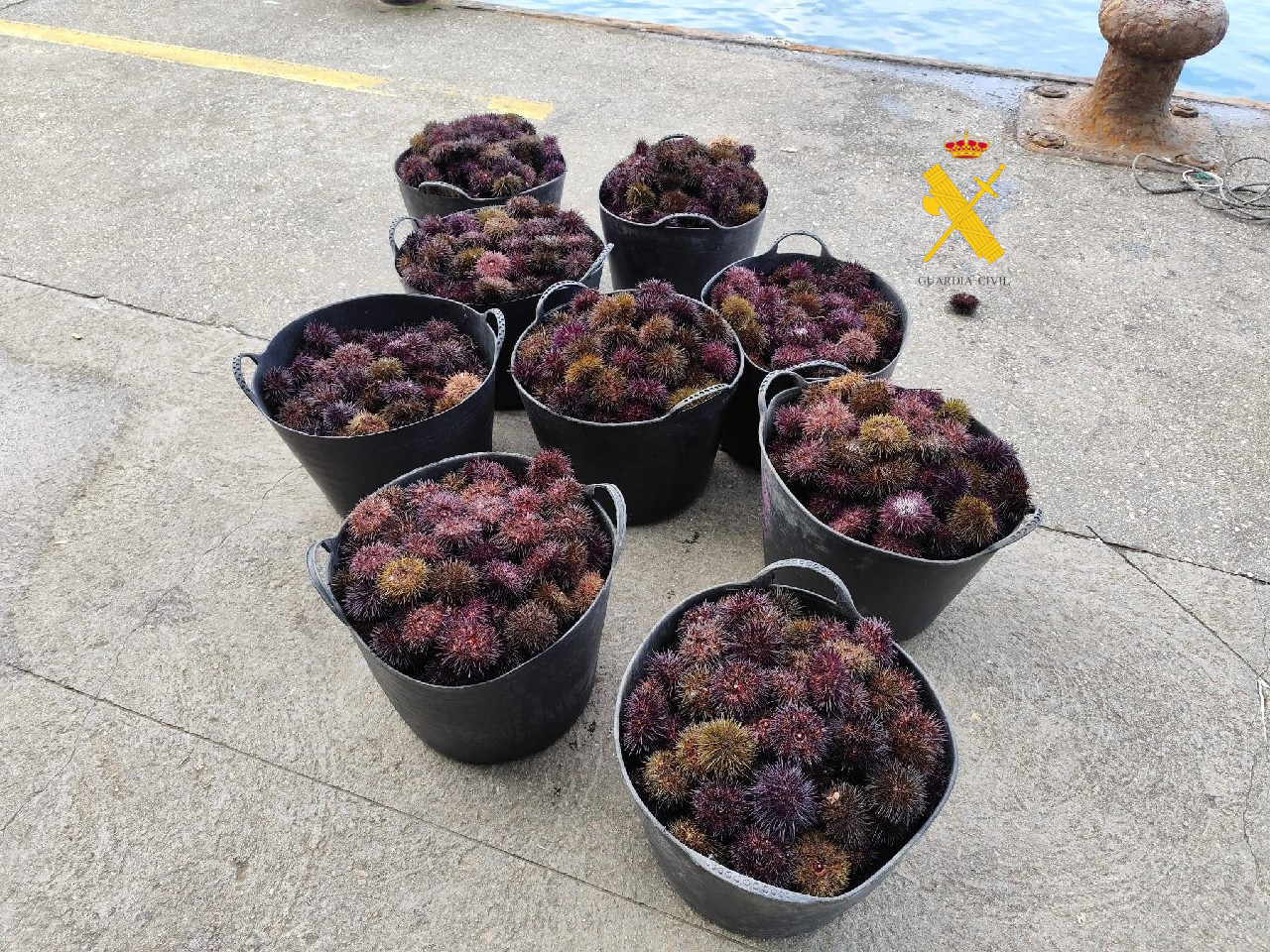 Intervidos 156 kg de ourizo nun pesqueiro que faenaba en zona prohibida en San Cibrao