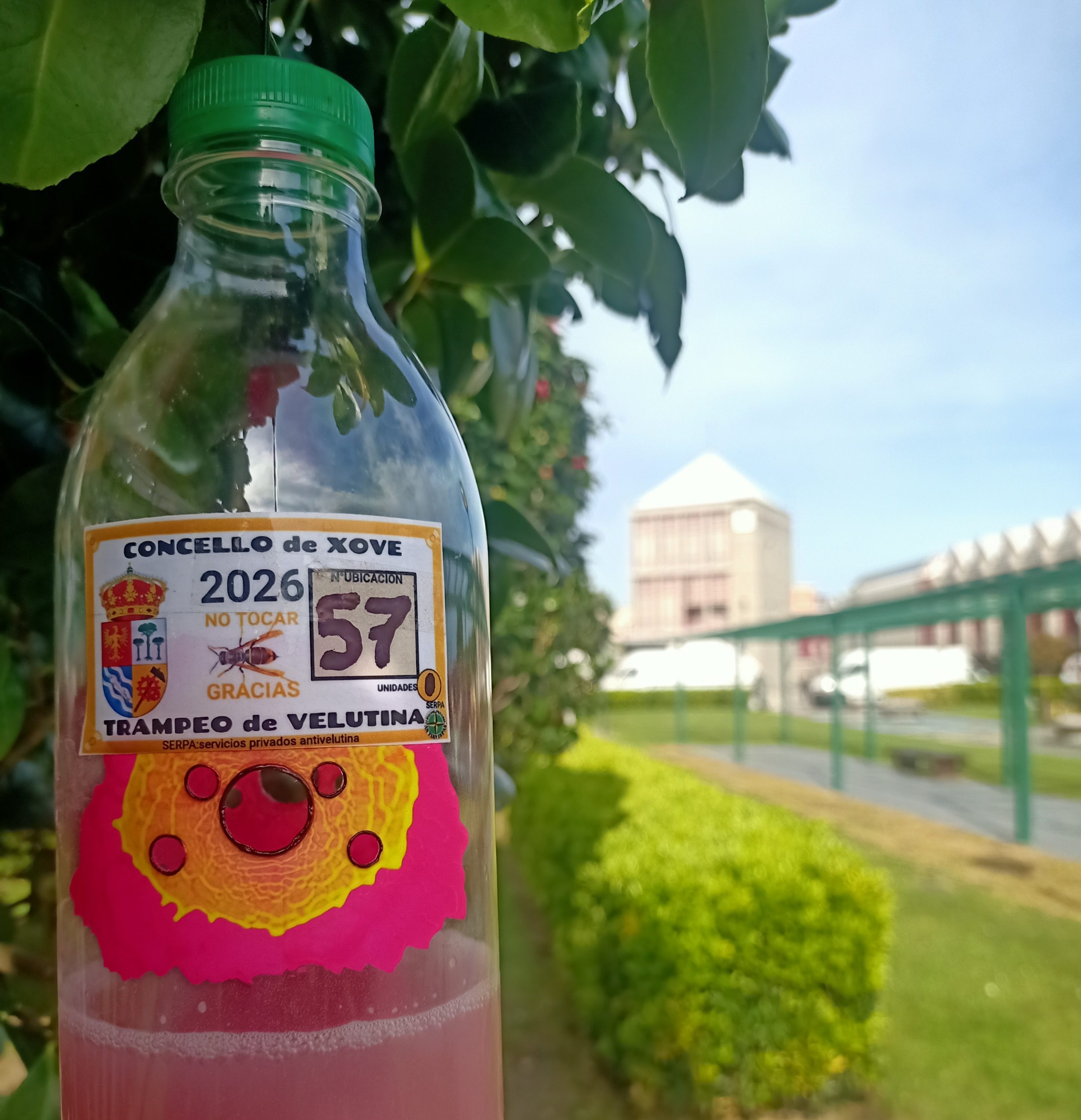 Xove activa unha nova campaña de trampeo contra a vespa velutina