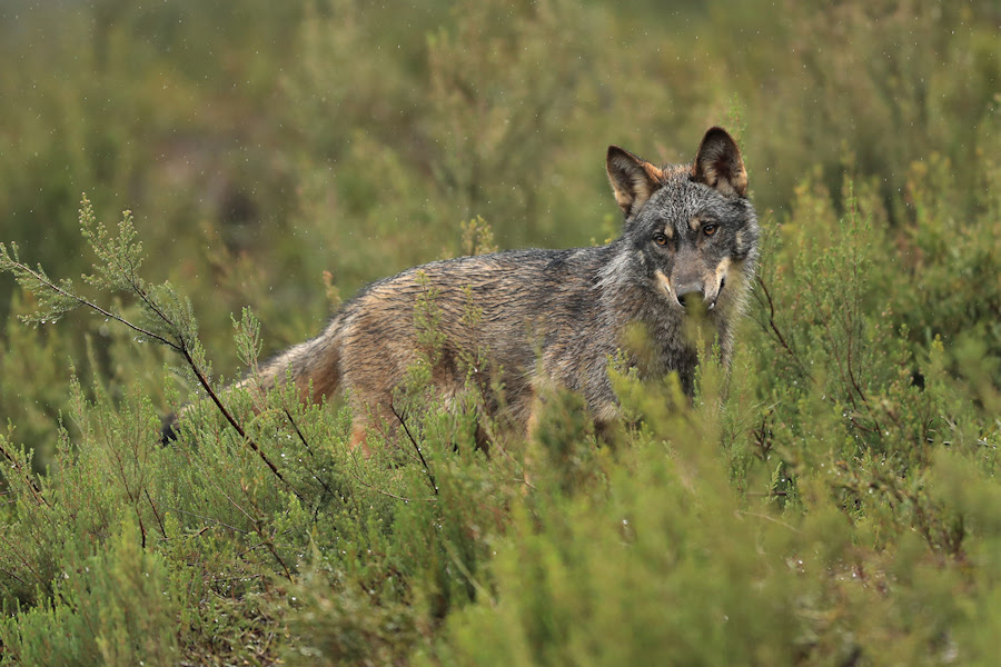 ADEGA acusa a Xunta de distorsionar os datos sobre o lobo e de obstruír a súa protección