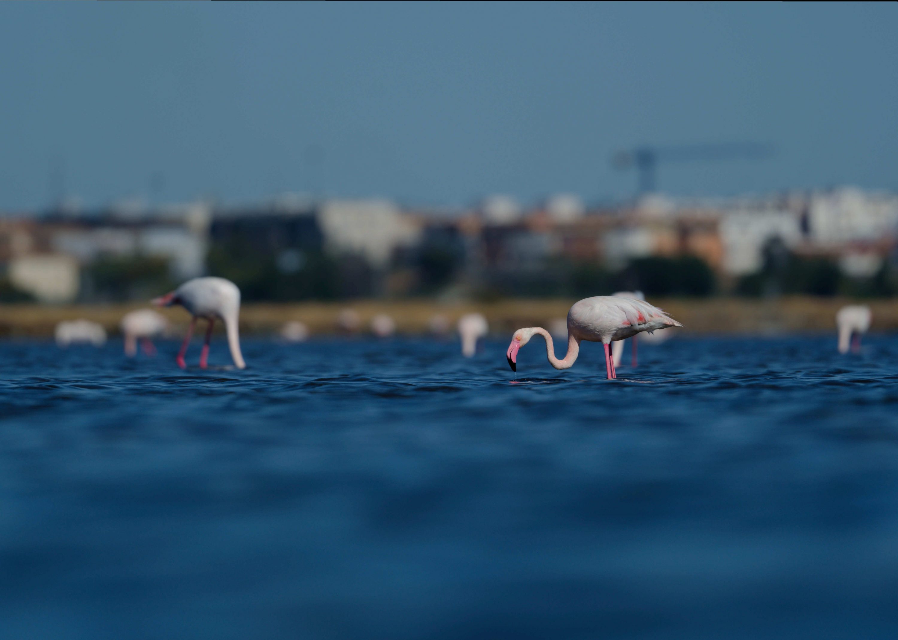 RegalXunqueira presenta “A beleza da diversidade”, unha exposición fotográfica de Alén Espiña Otero que se inaugura este xoves 2 de xullo ás 20:00 horas
