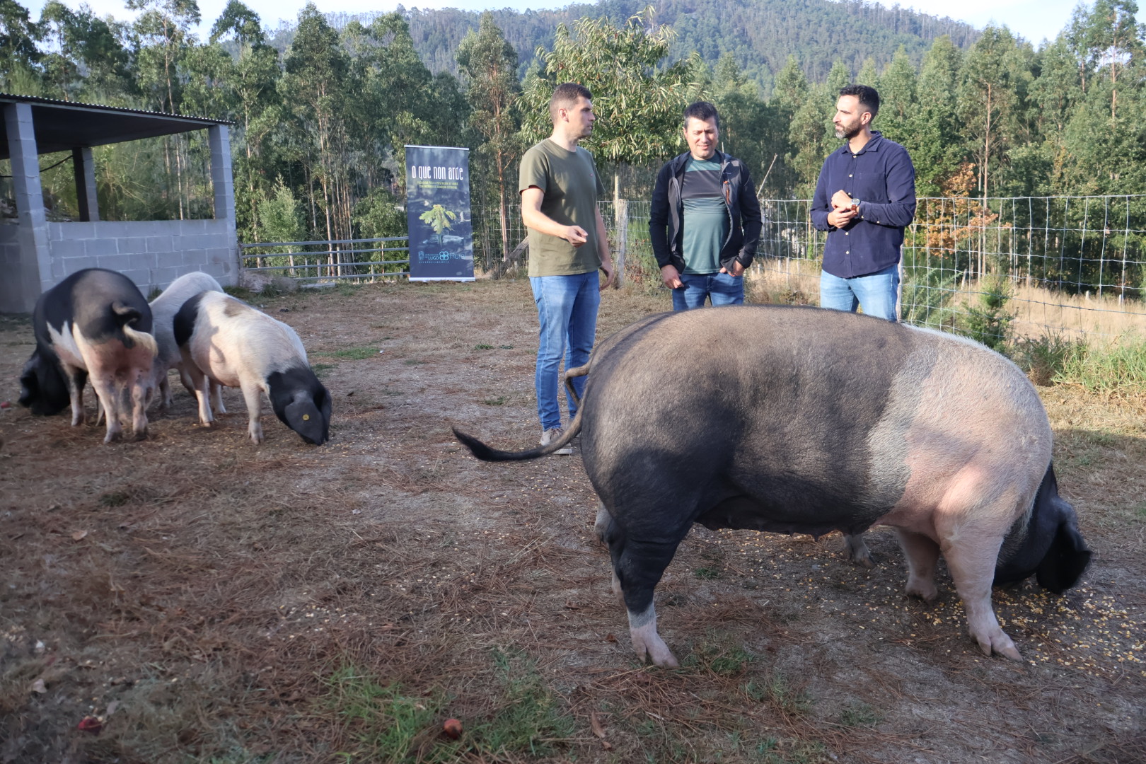 A área de Rural da Deputación lanza 400.000 euros en axudas para gandería extensiva na nova convocatoria de O que non arde