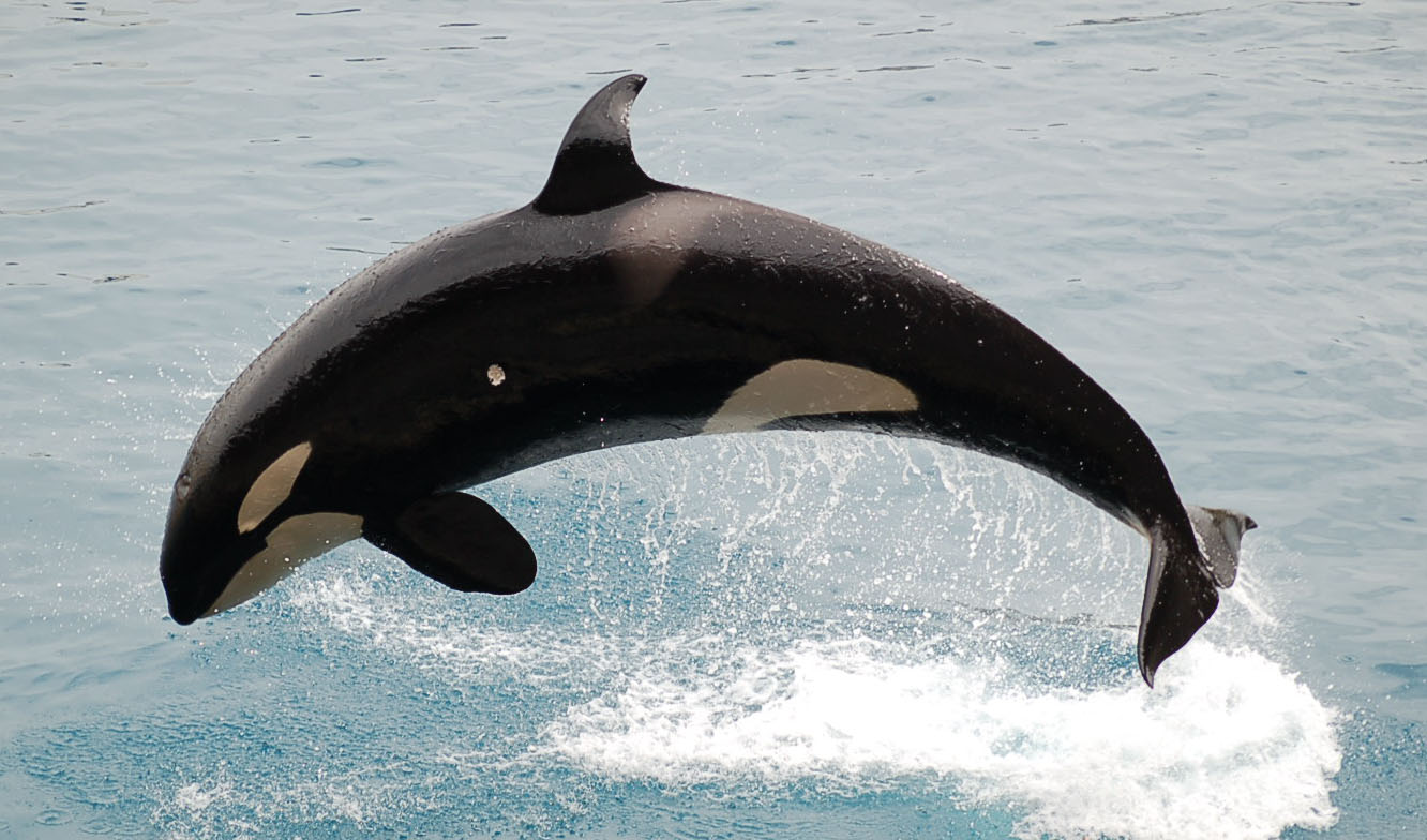 O PPdeG urxe ao Goberno central medidas de vixilancia permanente ante as interaccións de candorcas con embarcacións no litoral galego