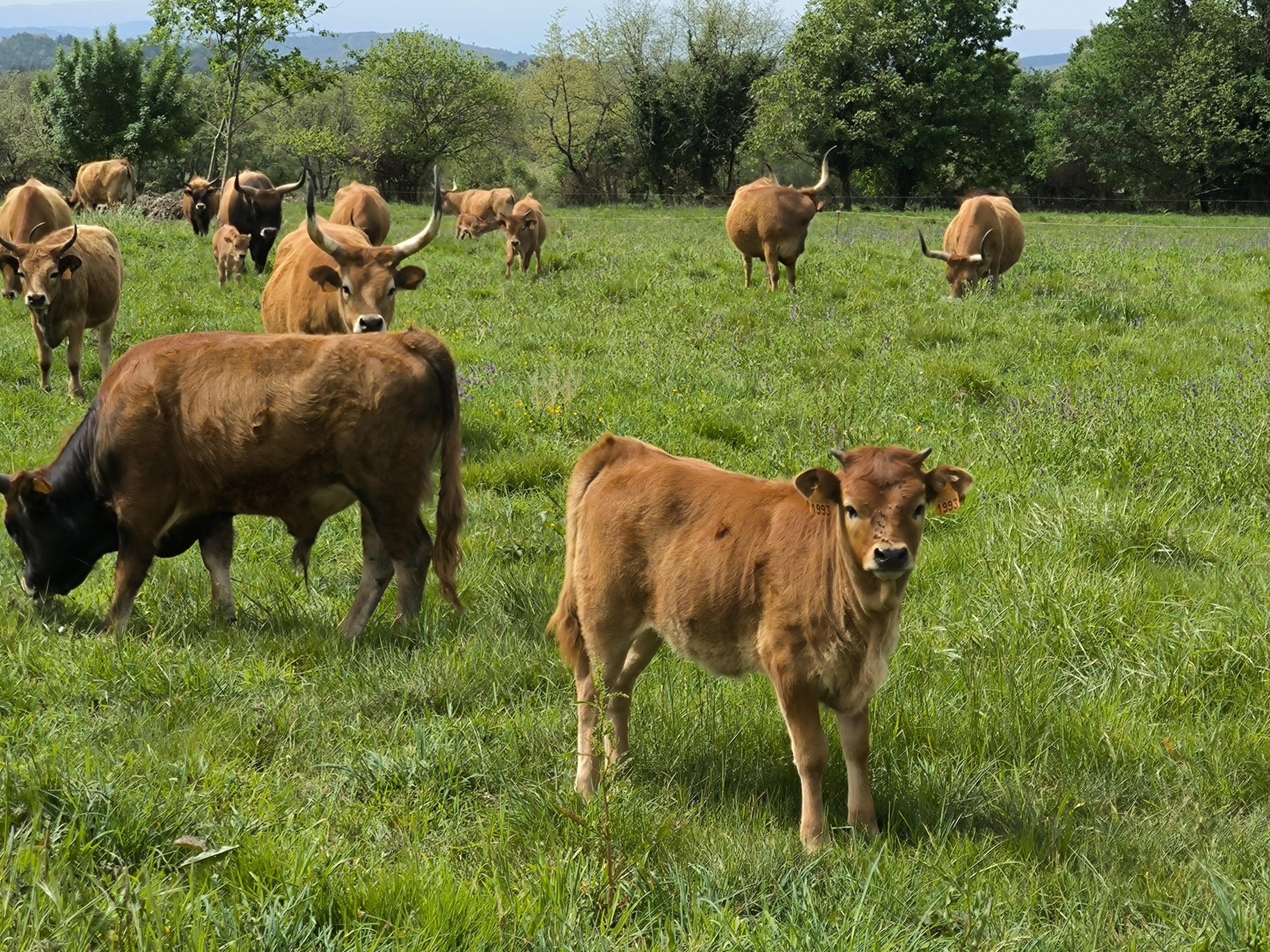 Publicada a resolución das axudas a razas autóctonas da Vicepresidencia da Deputación, que dan cobertura á recría de 1000 animais de razas en risco de erosión xenética