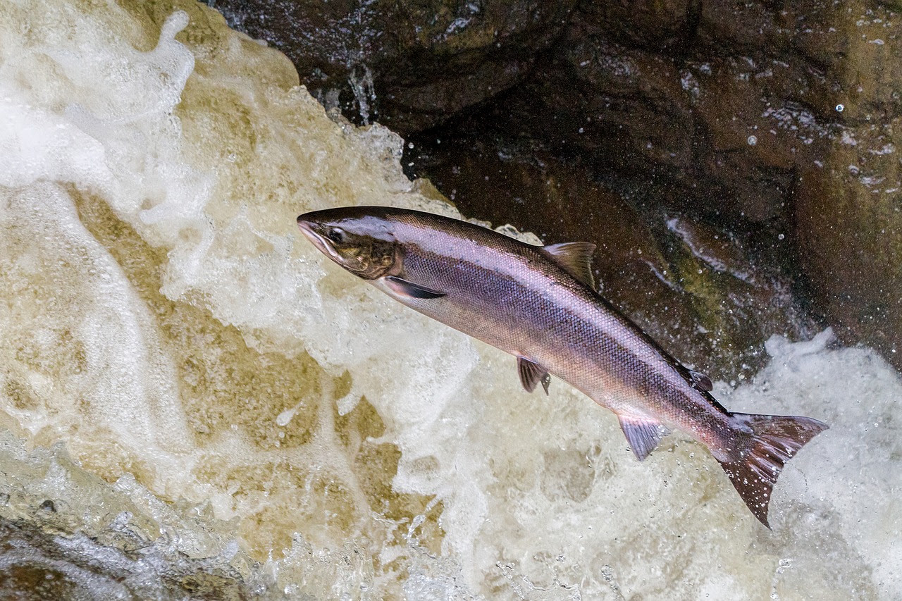 ADEGA reclama á Xunta que faga efectiva a protección do salmón no Observatorio Galego de Biodiversidade